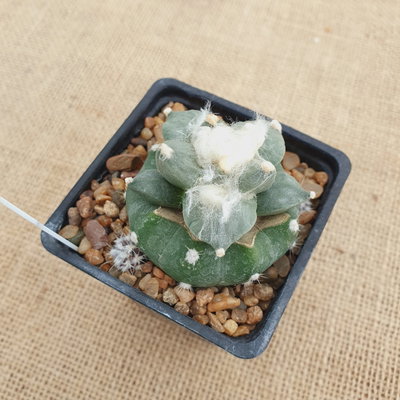 LC8141 - Ariocarpus hibrido