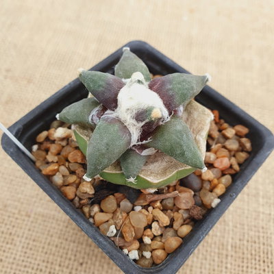 LC8134 - Ariocarpus hibrido