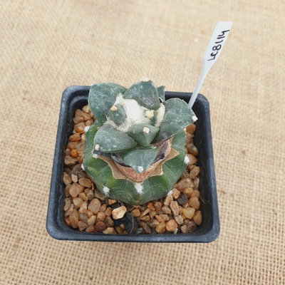 LC8114 - Ariocarpus hibrido