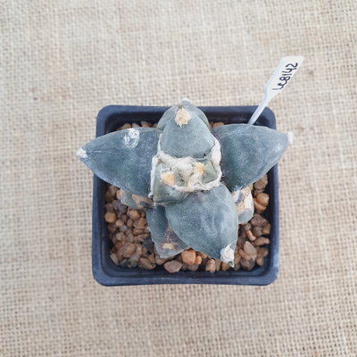 LC8142 - Ariocarpus hibrido