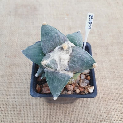 LC8172 - Ariocarpus hibrido