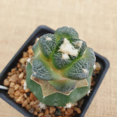 LC8108 - Ariocarpus fissuratus ‘Lloydii’ injertado