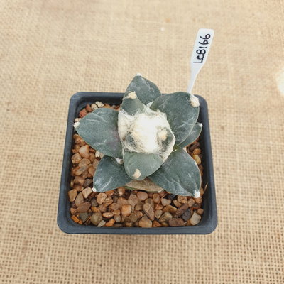 LC8166 - Ariocarpus hibrido