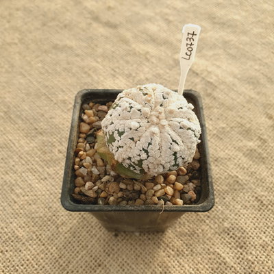 LC0737 - Astrophytum asterias 'Superkabuto Snow' injertado