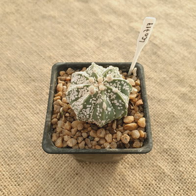 LC0717 - Astrophytum multihíbrido