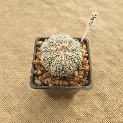 LC0747 - Astrophytum asterias 'Superkabuto'