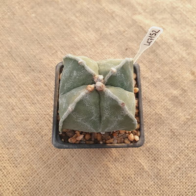 LC07103 - Astrophytum myriostigma cuadricostatum