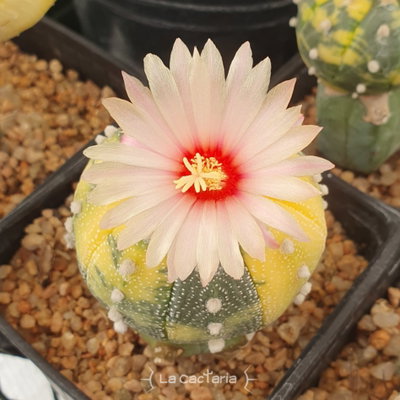 20 semillas de Astrophytum asterias 'Nishiki'