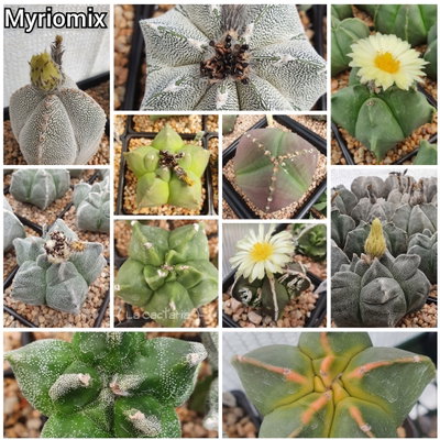 20 semillas MIX de cultivares de myriostigma