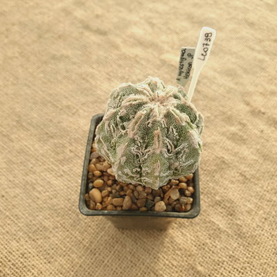 LC0738 - Astrophytum myriostigma 'Fukuryu doble Hakujo'