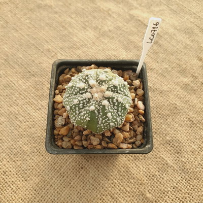 LC0716 - Astrophytum asterias