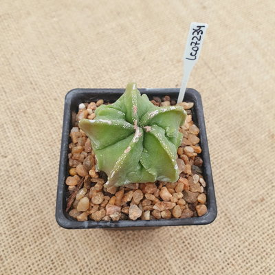 LC07234 - Astrophytum myriostigma 'Fukuryu doble Hakujo'