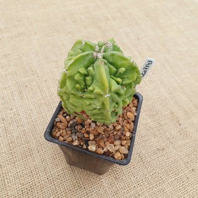 LC07143 - Astrophytum myriostigma 'Fukuryu' Especial