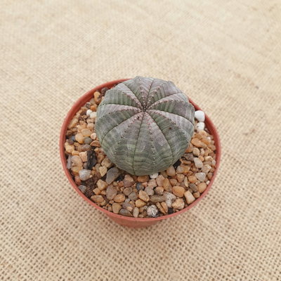 Euphorbia obesa