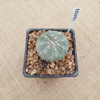 LC07223 - Astrophytum híbrido