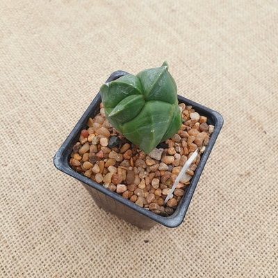 OUTLET - Astrophytum myriostigma 