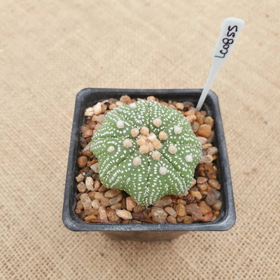 LC0855 - Astrophytum asterias 'Star Shape'
