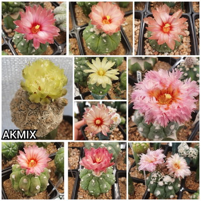 20 semillas Mix de asterias Kikko - Cruzas Puras!
