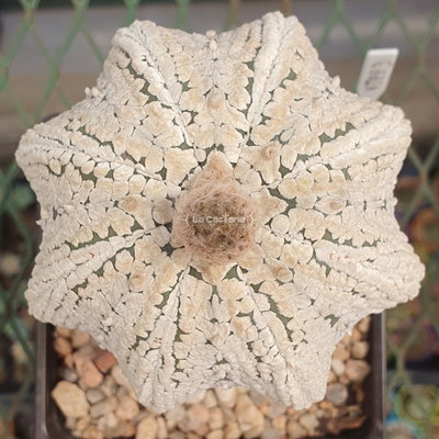 20 semillas de Astrophytum asterias 'Superkabuto Star Shape'