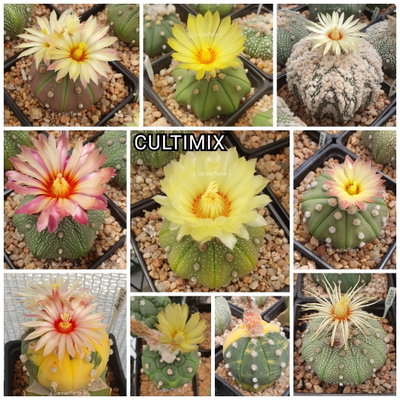 20 semillas MIX de cultivares de asterias