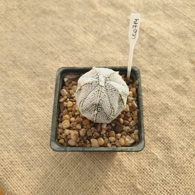 LC0714 - Astrophytum multihíbrido 