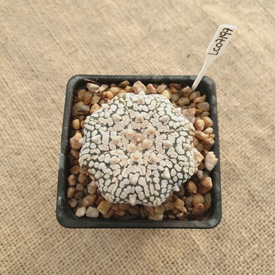 LC07197 - Astrophytum asterias cv. Superkabuto 'V type'