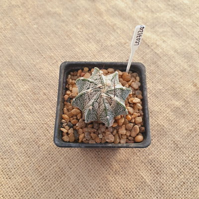LC07120 - Astrophytum capricorne niveum