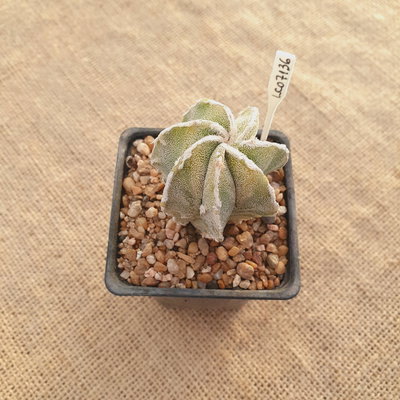 LC07136 - Astrophytum híbrido