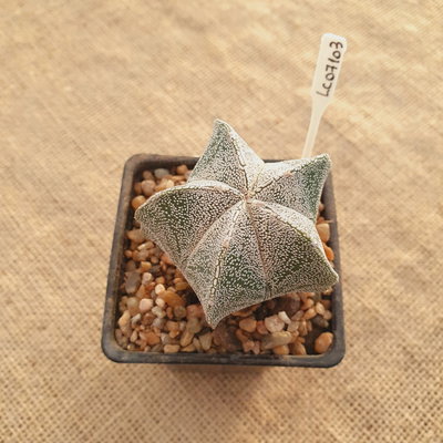 LC07103 - Astrophytum myriostigma