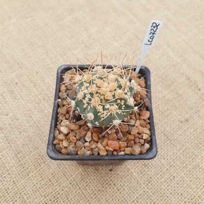 LC07232 - Astrophytum híbrido de capricorne x Superkabuto