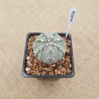 LC07231 - Astrophytum híbrido
