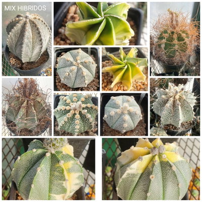 20 semillas MIX de Astrophytum híbridos y multihíbridos