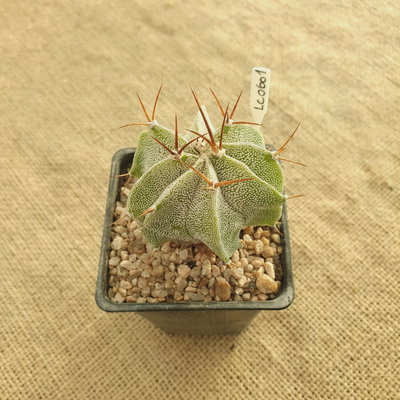 LC0601 - Astrophytum ornatum