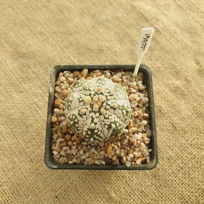 LC0661 - Astrophytum asterias 'Superkabuto'