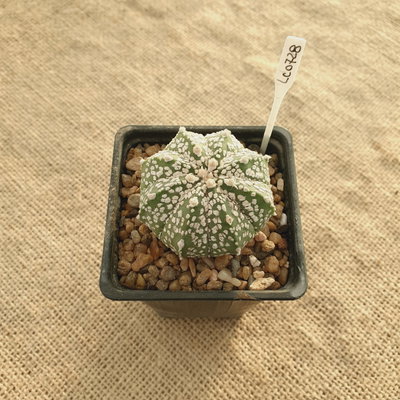 LC0728 - Astrophytum multihíbrido 