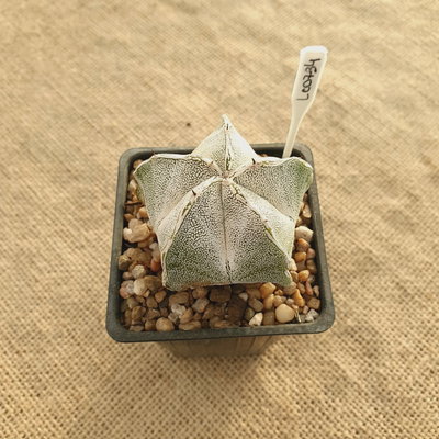 LC0734 - Astrophytum híbrido