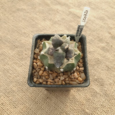 LC0721 - Ariocarpus retusus injertado