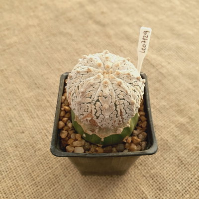 LC07129 - Astrophytum asterias 'Superkabuto V Type' injertado