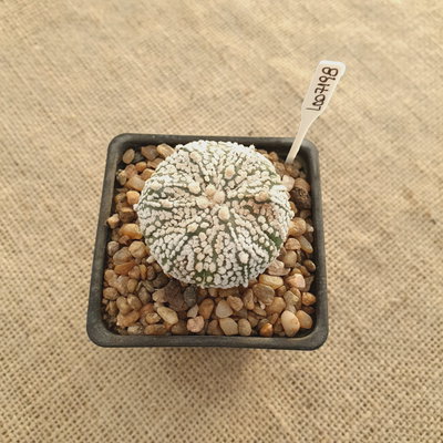 LC07198 - Astrophytum asterias 'Superkabuto'