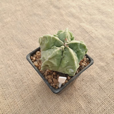 LC07127 - Astrophytum myriostigma 'Fukuryu' Especial