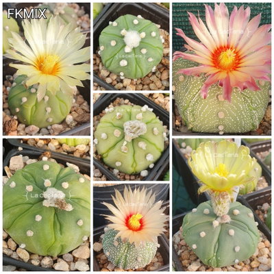 20 semillas mix de asterias Fukuryu - Cruzas puras!