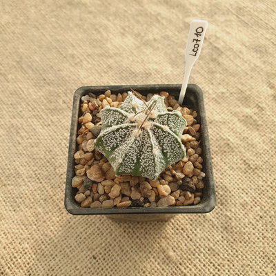 LC0710 - Astrophytum híbrido