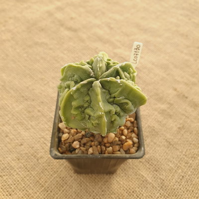 LC07130 - Astrophytum myriostigma 'Fukuryu' Especial