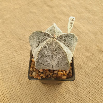 LC7172 - Astrophytum myriostigma Onzuka Fukuryu
