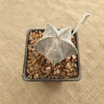 LC7196 - Astrophytum myriostigma 'Onzuka'
