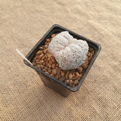 OUTLET - Astrophytum asterias 'Superkabuto Vtype' injertado