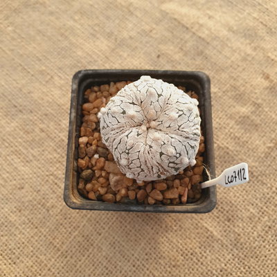 OUTLET - Astrophytum asterias 'Superkabuto Vtype' injertado