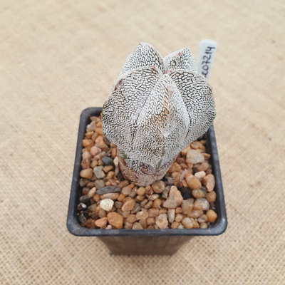 LC07214 - Astrophytum myriostigma 'Onzuka'