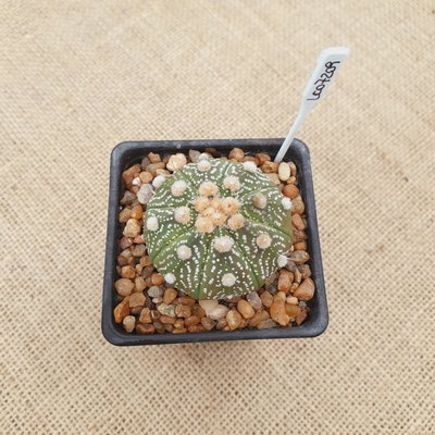 LC07209 - Astrophytum asterias 'Ooibo'