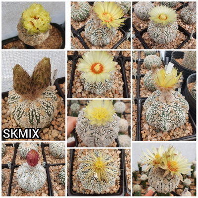 20 semillas MIX de Superkabuto